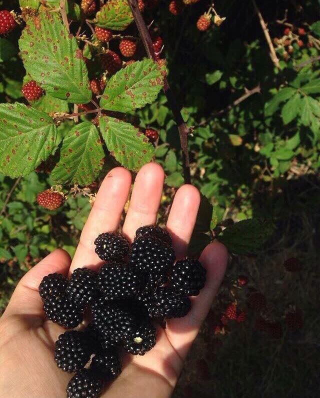 Ô bel été
